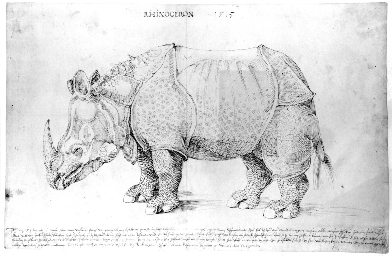 Rinocérosz, 1515 alkotó: Albrecht Dürer