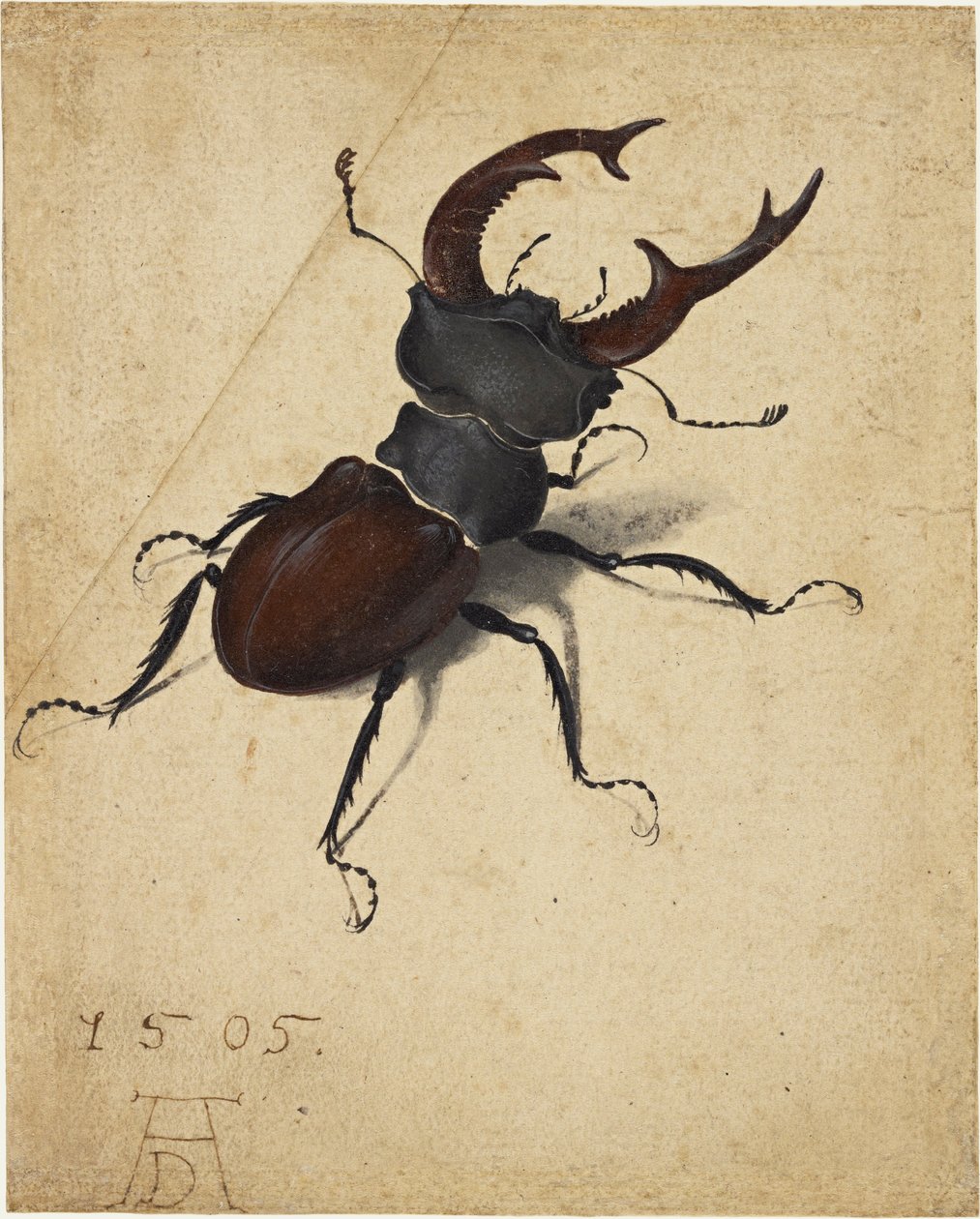 Szarvasbogár alkotó: Albrecht Dürer