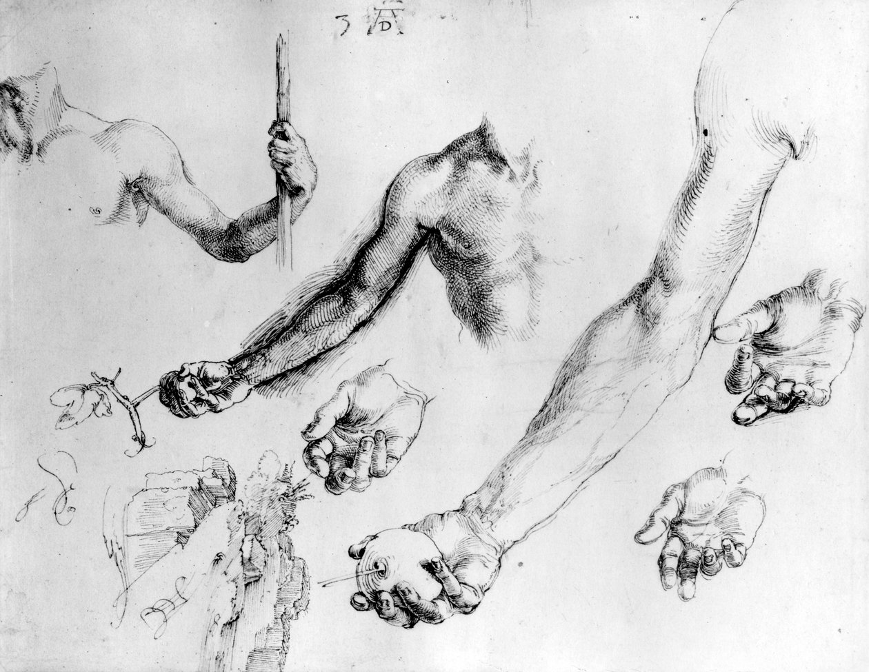 Tanulmányok Ádám karjához, 1504 alkotó: Albrecht Dürer