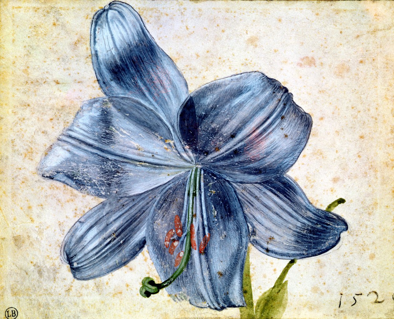 Tanulmány egy liliomról, 1526 (wc papíron) alkotó: Albrecht Dürer