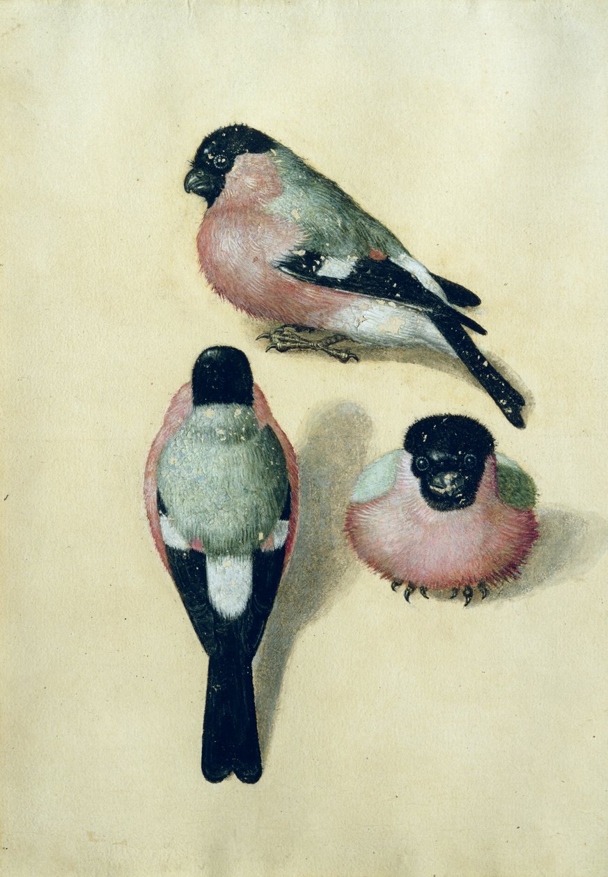 Három tanulmány egy süvöltőről (wc és gouache papíron) alkotó: Albrecht Dürer