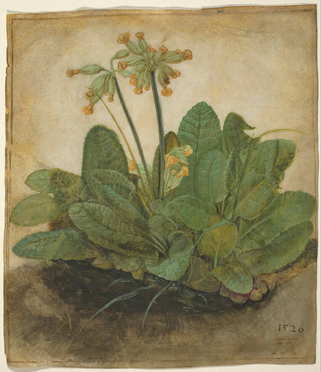 Tehenek csomója alkotó: Albrecht Dürer