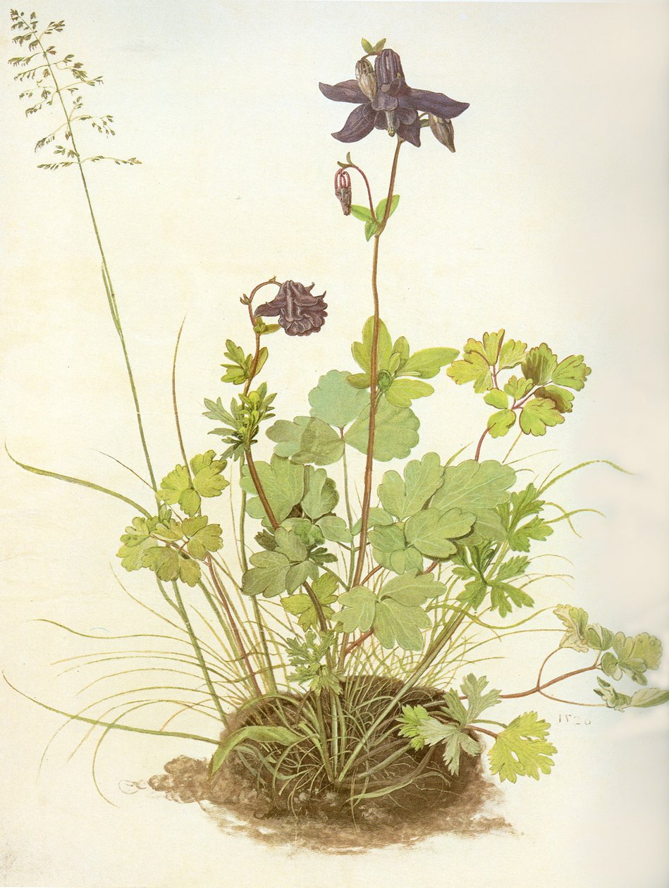 Aquilegia, 1526 (wc és gouache pergamen, fehérrel kiemelve) alkotó: Albrecht Dürer