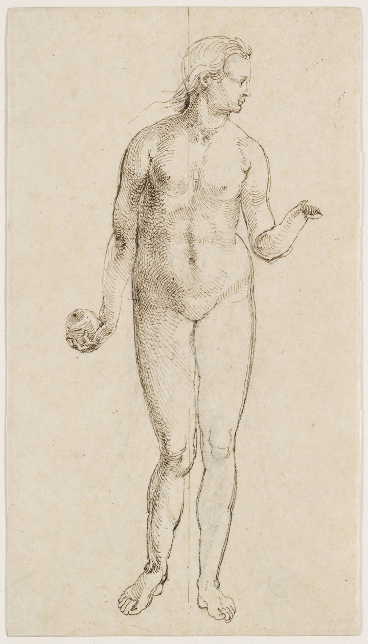 Eve (toll és tinta, papír) alkotó: Albrecht Dürer