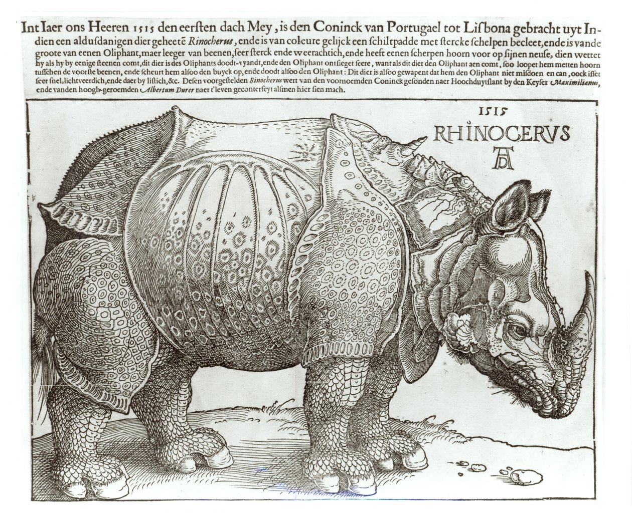 Rinocérosz, a lisszaboni király (1495-1521) által I. Maximiliánnak (1459-1519) ajándékozott nyomat, 1515. alkotó: Albrecht Dürer