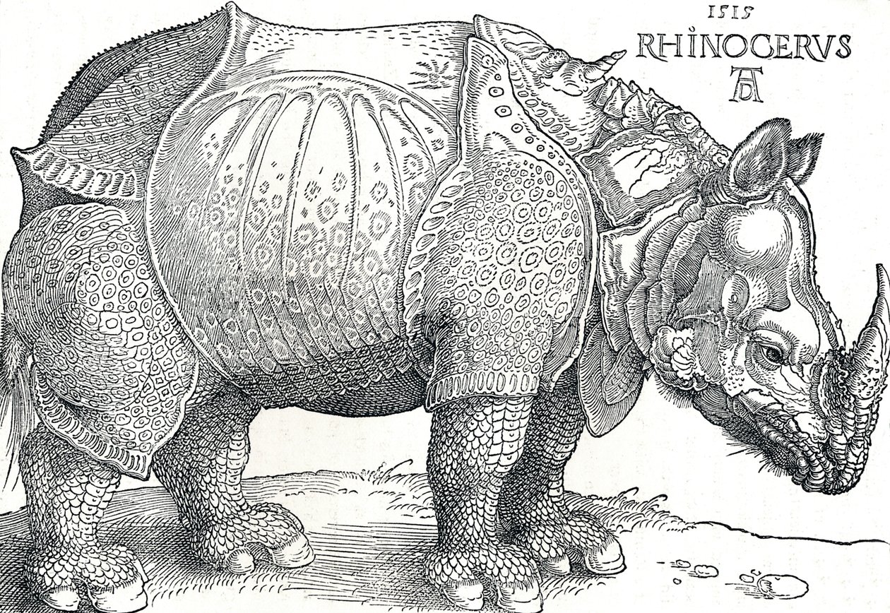 Egy orrszarvú, 1515, 1906 alkotó: Albrecht Dürer
