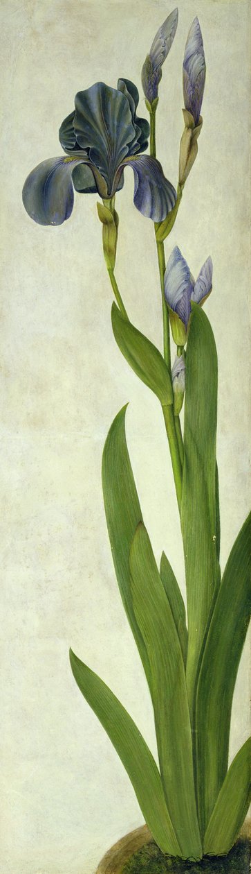 Írisz (vécé és gouache papíron) alkotó: Albrecht Dürer