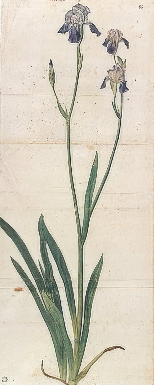 Kék virágú írisz - Iris Germanica (Iris Trojana?). 1503 körül alkotó: Albrecht Dürer