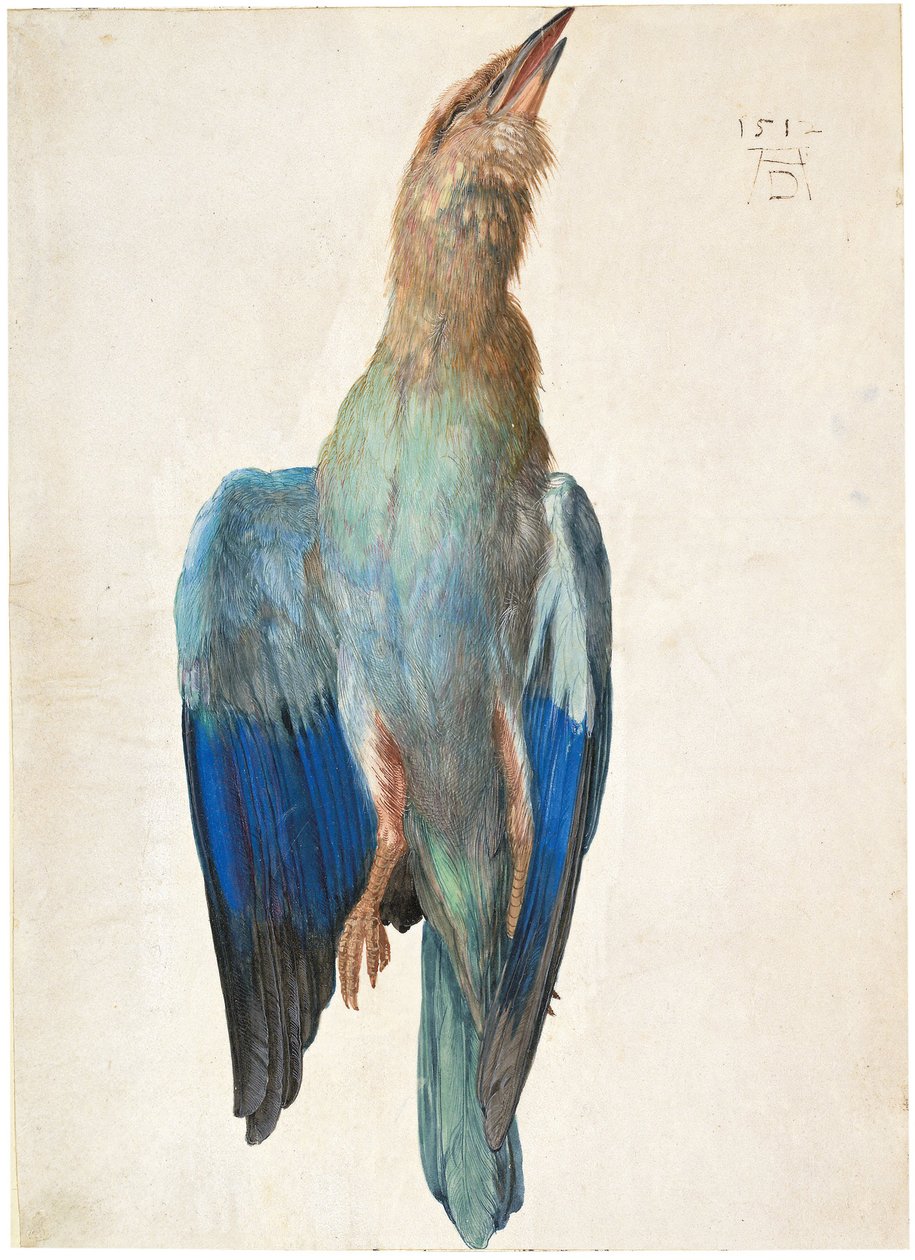 Dead Blue Roller, 1500 vagy 1512 alkotó: Albrecht Dürer