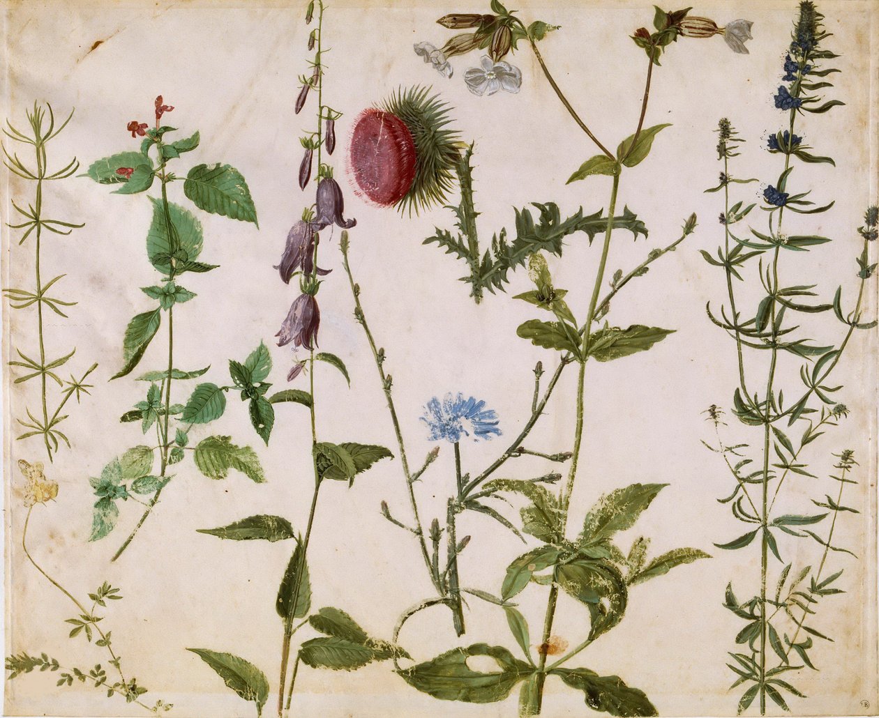 Nyolc tanulmány a vadon élő virágokról, kb. 1515-1520. alkotó: Albrecht Dürer