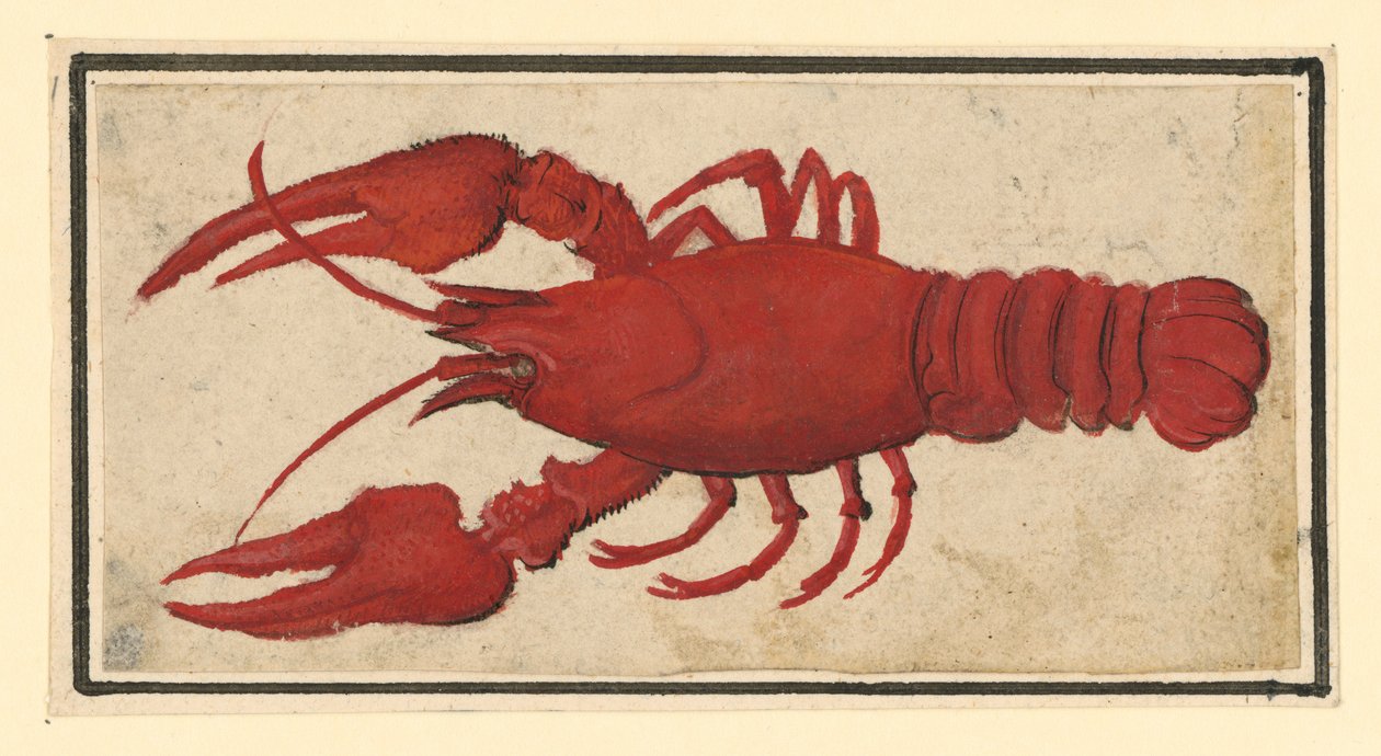 Főtt folyami rák, balra nézve alkotó: Albrecht Dürer