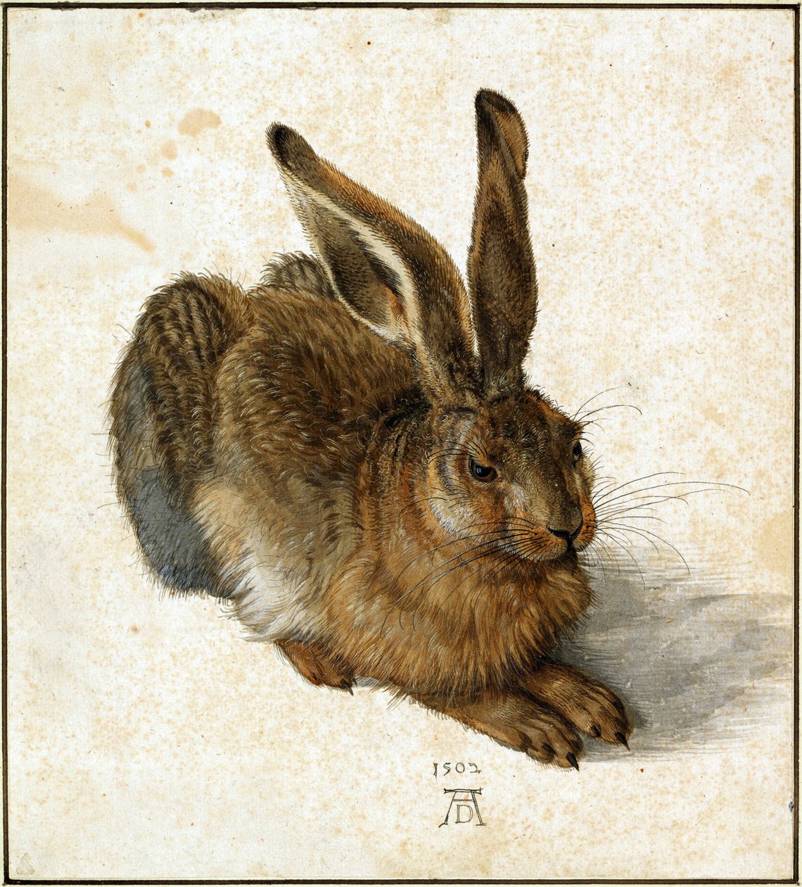 Német: Feldhase Fiatal nyúl alkotó: Albrecht Dürer