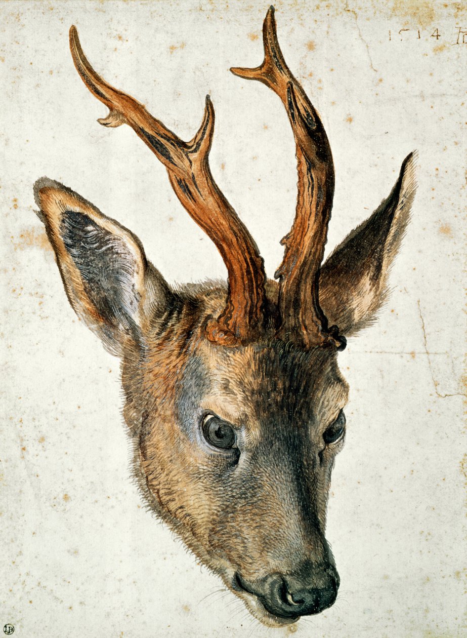 Egy őz feje (toll, tinta és WC papíron) alkotó: Albrecht Dürer