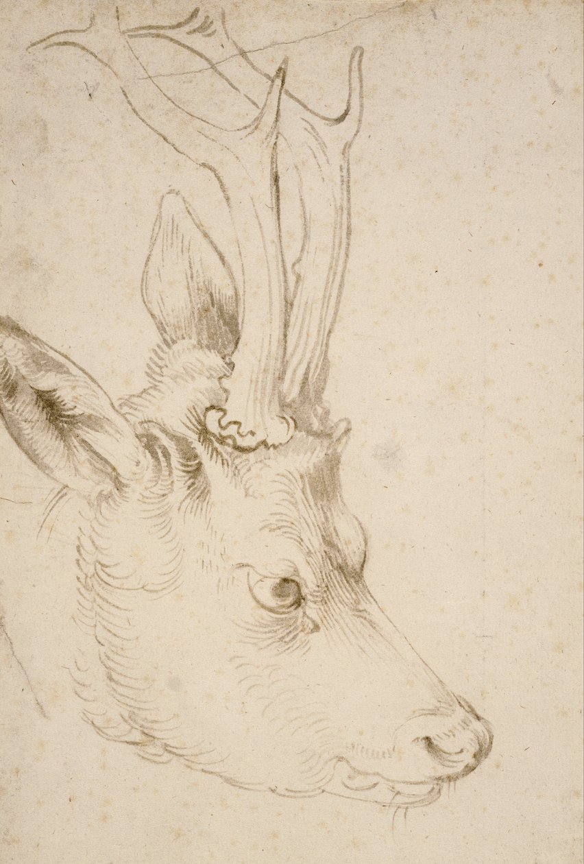 Egy Roebuck feje alkotó: Albrecht Dürer