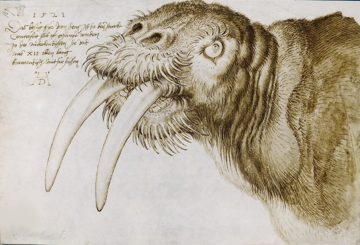 Rozmár feje, 1521. alkotó: Albrecht Dürer