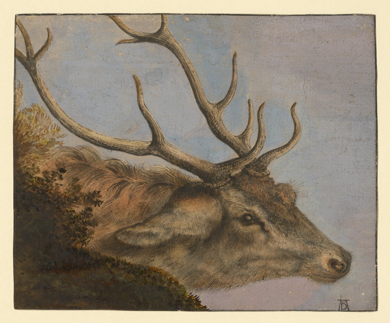 Szarvasfej alkotó: Albrecht Dürer