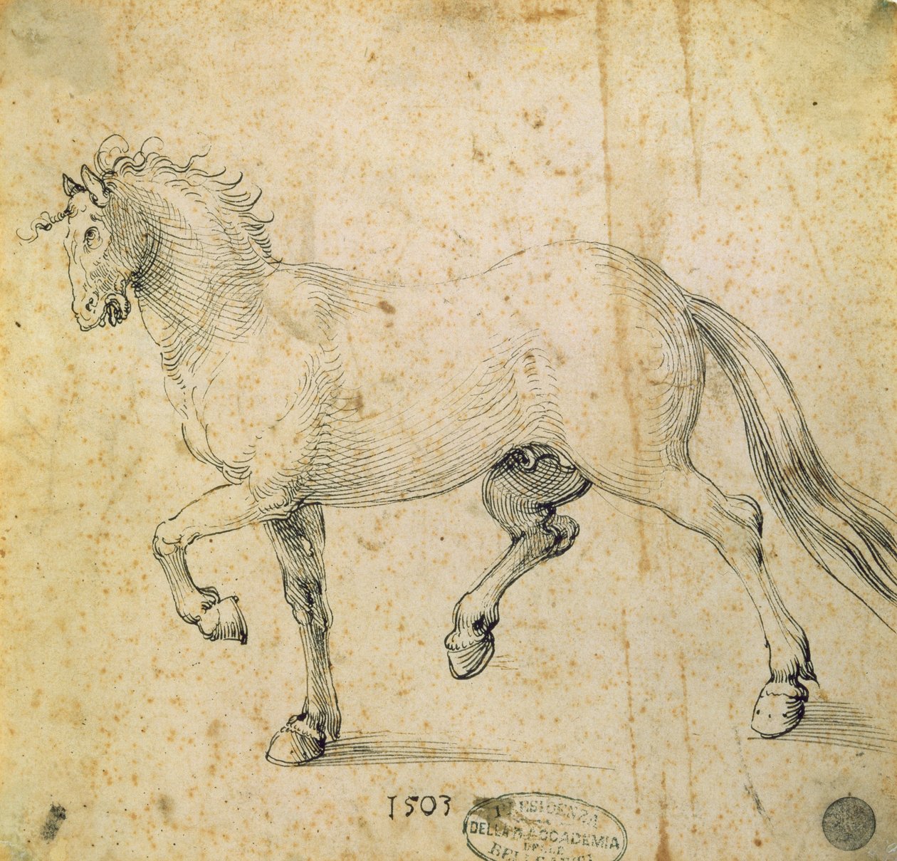 Ló, 1503 (toll és tinta papíron) alkotó: Albrecht Dürer