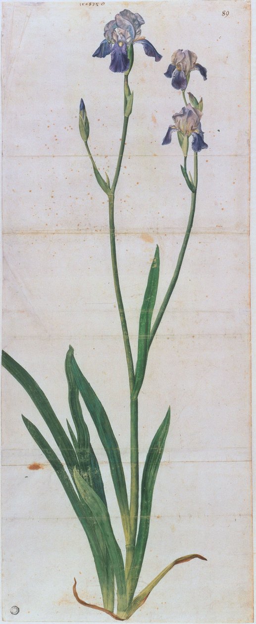 Német írisz, 1503 körül. alkotó: Albrecht Dürer