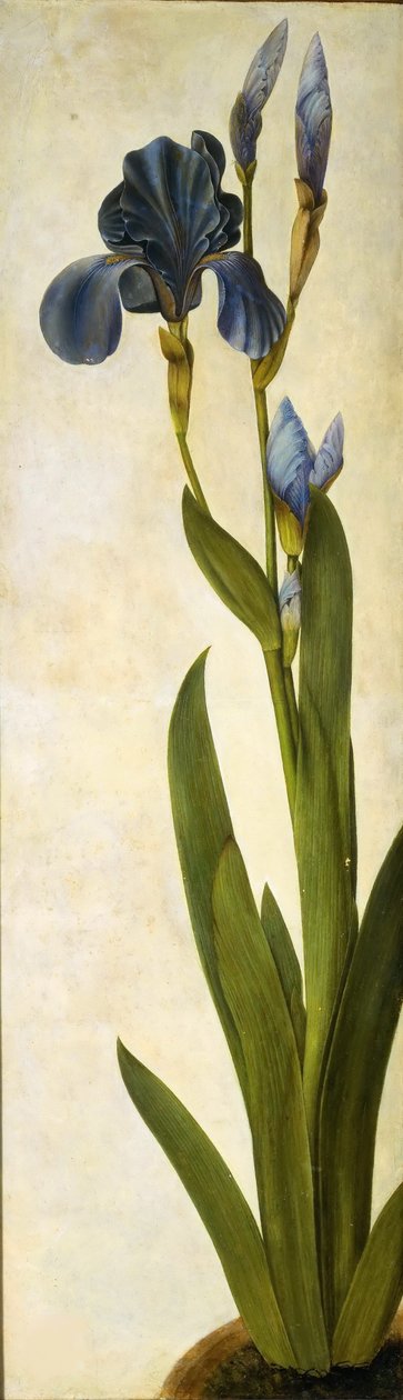 Trójai írisz, kb. 1505-1508. alkotó: Albrecht Dürer