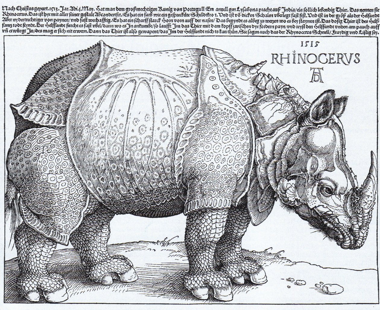 Latin:  Rhinocerus Az orrszarvú alkotó: Albrecht Dürer