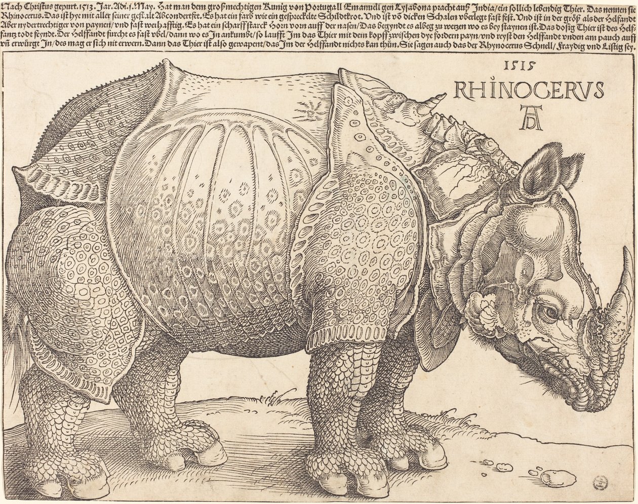 Latin:  Rhinocerus Az orrszarvú alkotó: Albrecht Dürer