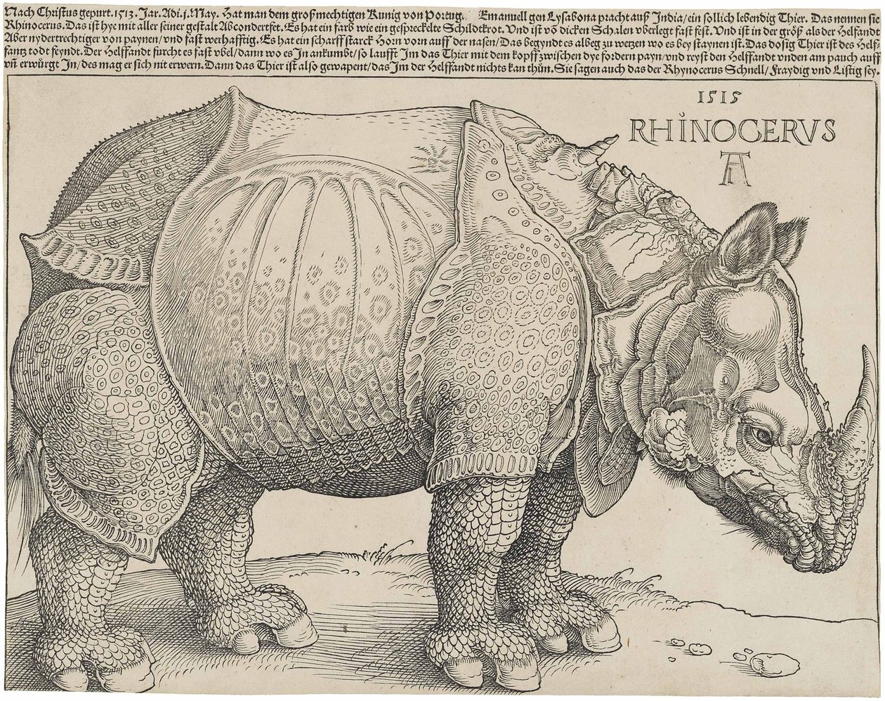 Latin:  Rhinocerus Az orrszarvú alkotó: Albrecht Dürer