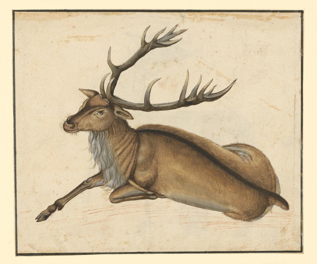 Balra néző fekvő szarvas alkotó: Albrecht Dürer