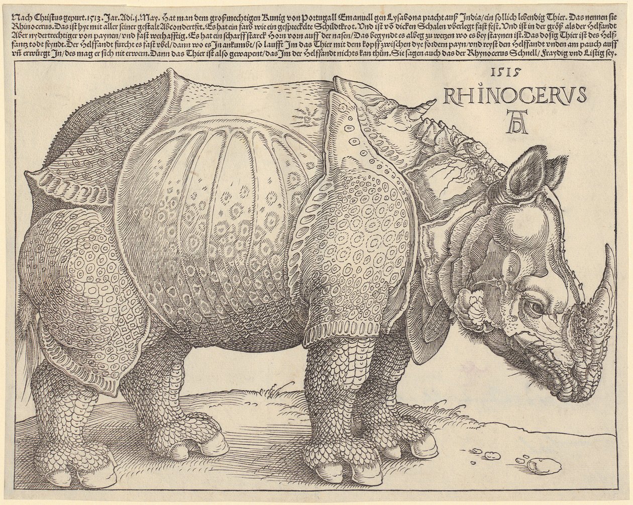 Orrszarvú alkotó: Albrecht Dürer