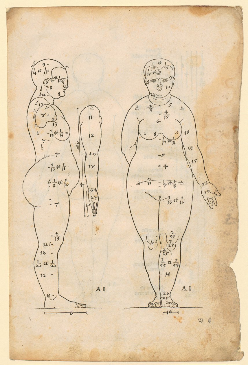 A 7 fejmagasságú nő oldal- és elölnézete (AI típus), kar oldalnézetben, a „Die Proportionenlehre” című műből alkotó: Albrecht Dürer