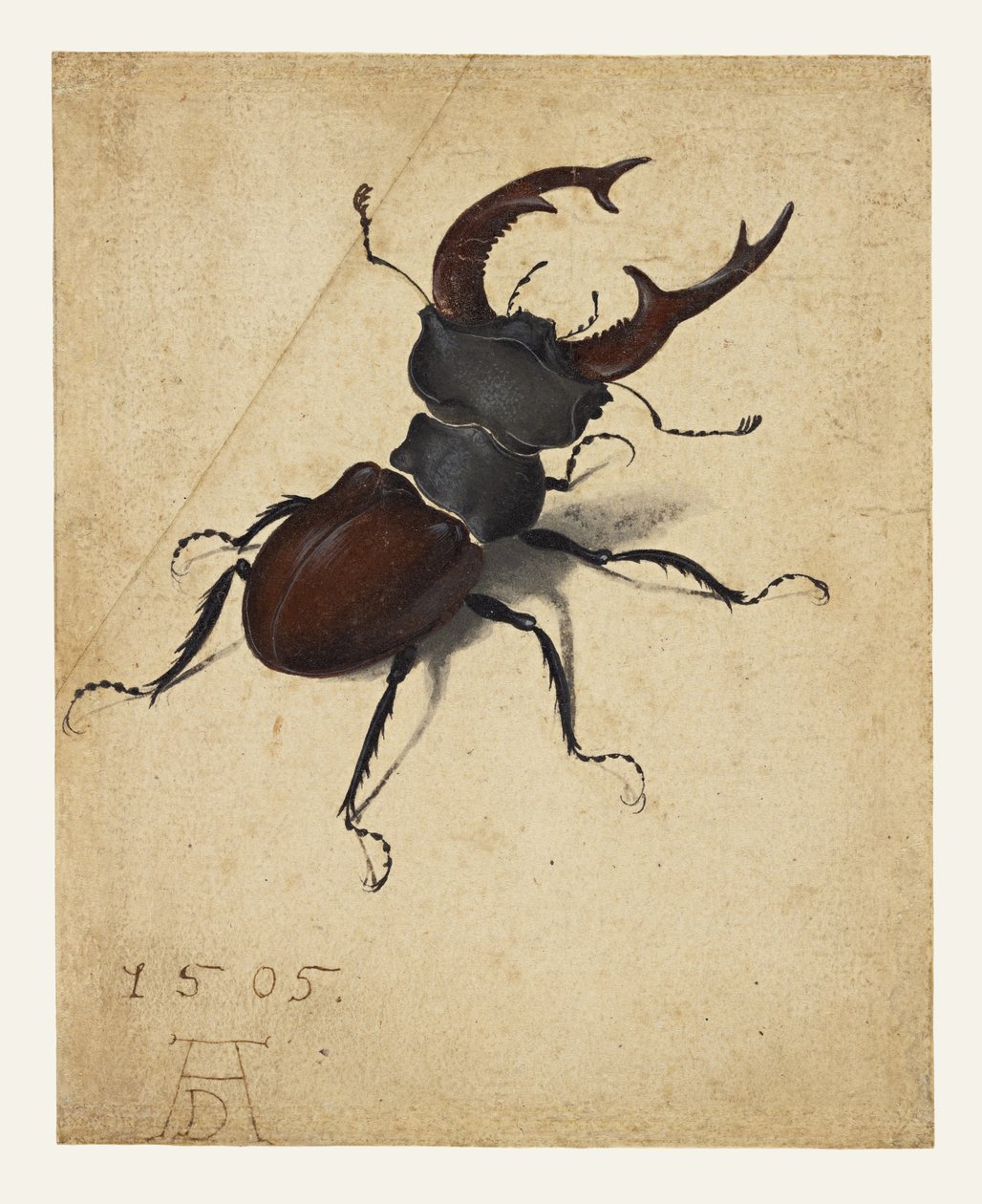 szarvasbogár alkotó: Albrecht Dürer
