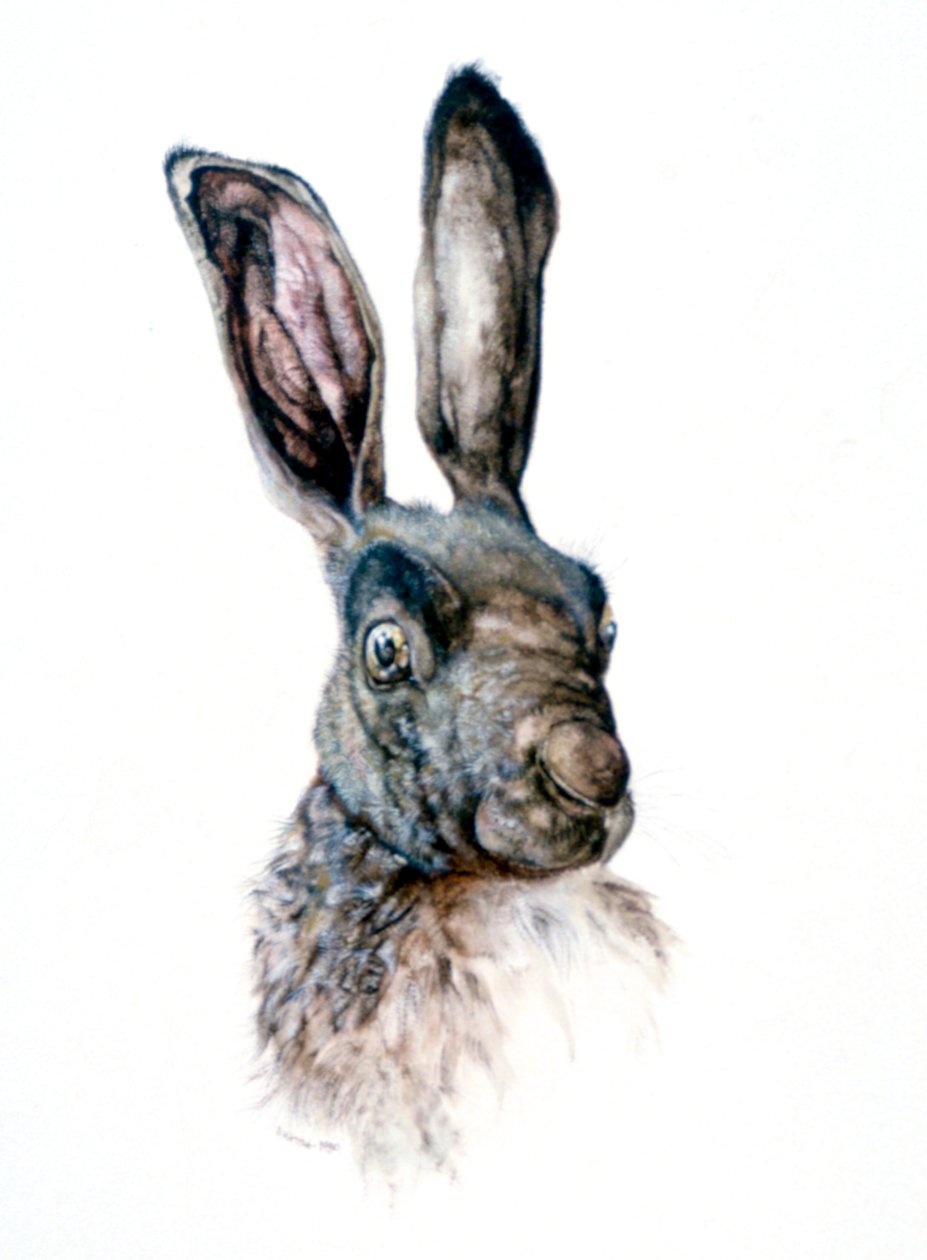 Tanulmány egy nyúlról, 1502 alkotó: Albrecht Dürer
