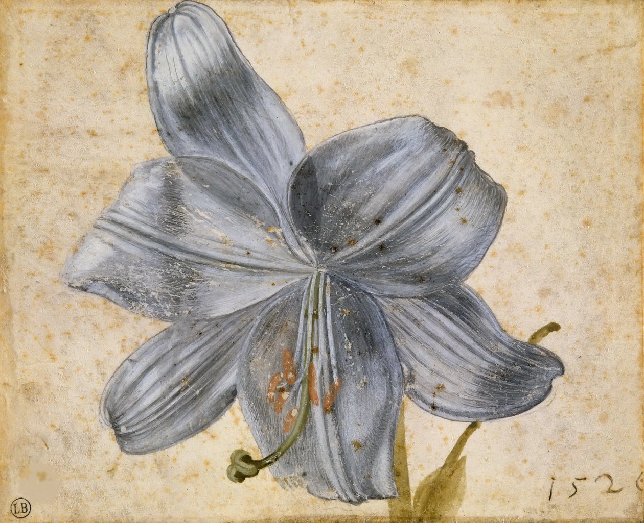 Tanulmány egy liliomról, 1526. alkotó: Albrecht Dürer