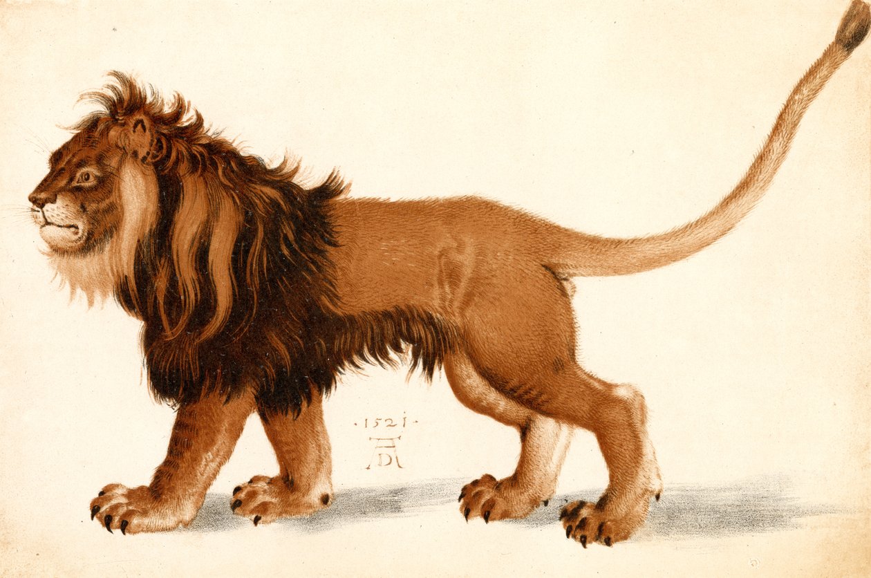 Oroszlán tanulmányozása alkotó: Albrecht Dürer