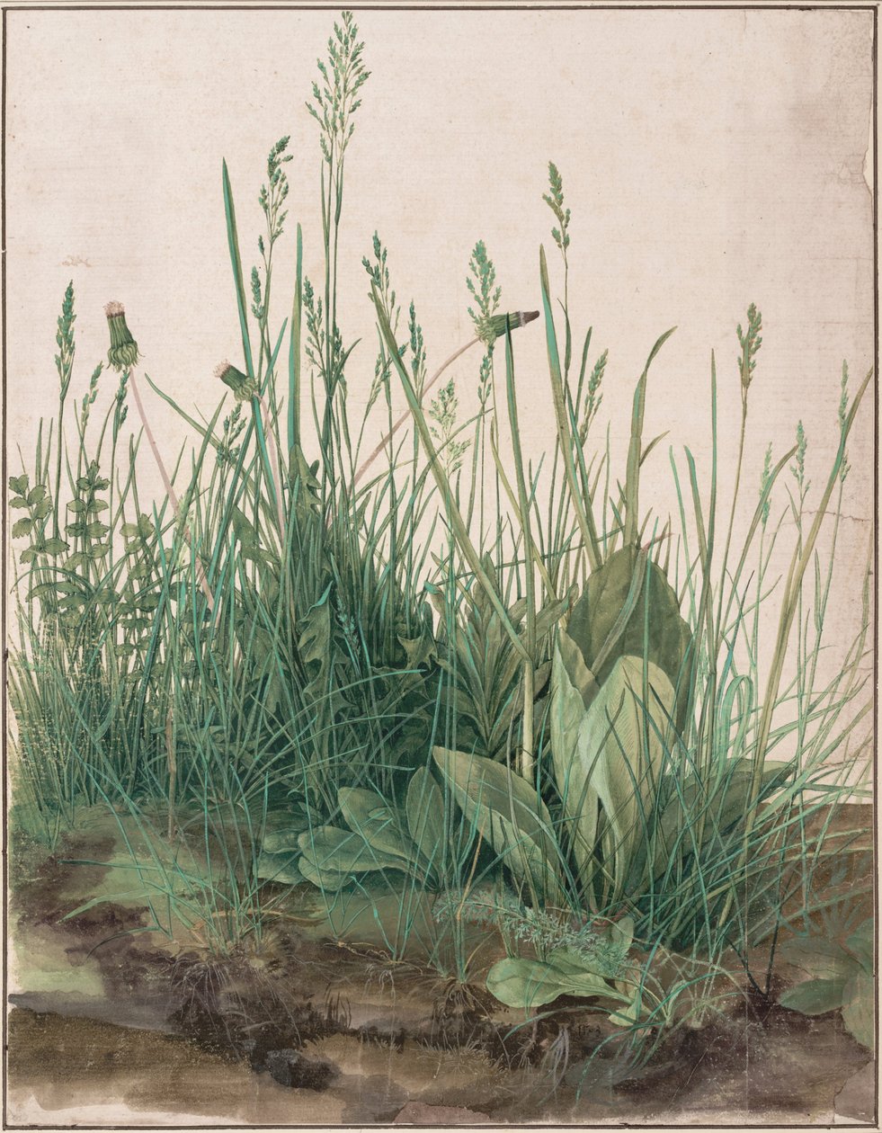 A nagy darab gyep alkotó: Albrecht Dürer