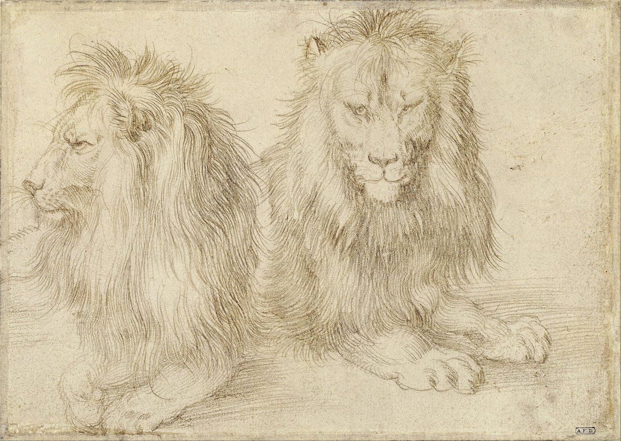 Két ülő oroszlán alkotó: Albrecht Dürer