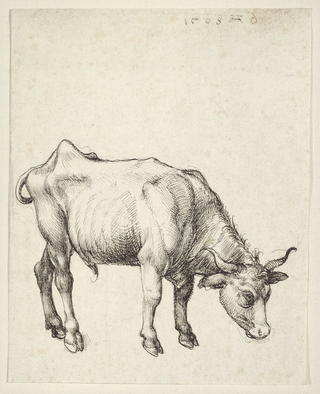 Fiatal Bika alkotó: Albrecht Dürer