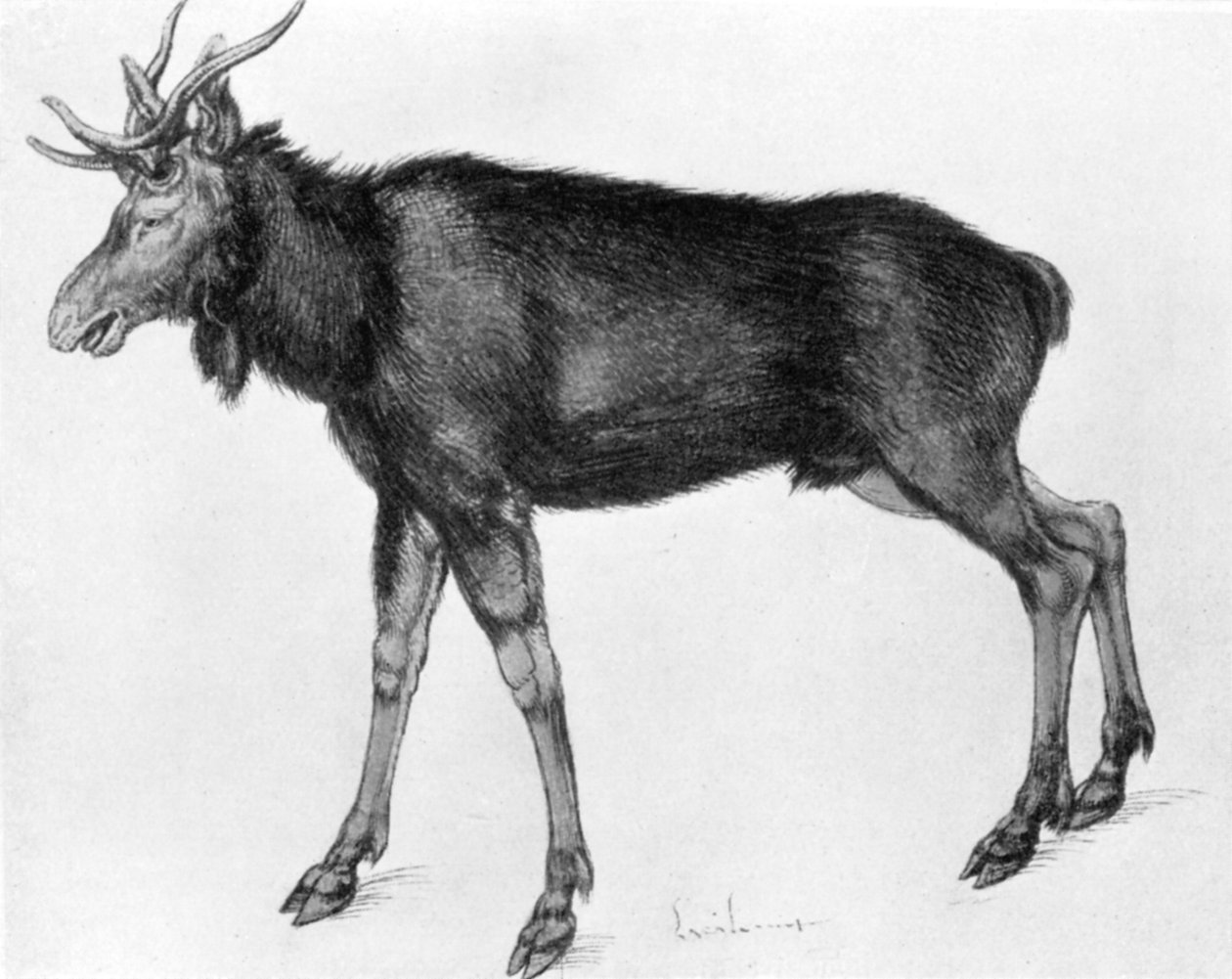 Fiatal skandináv jávorszarvas éretlen agancsokkal, 15. század vége – 16. század eleje 1913. alkotó: Albrecht Dürer