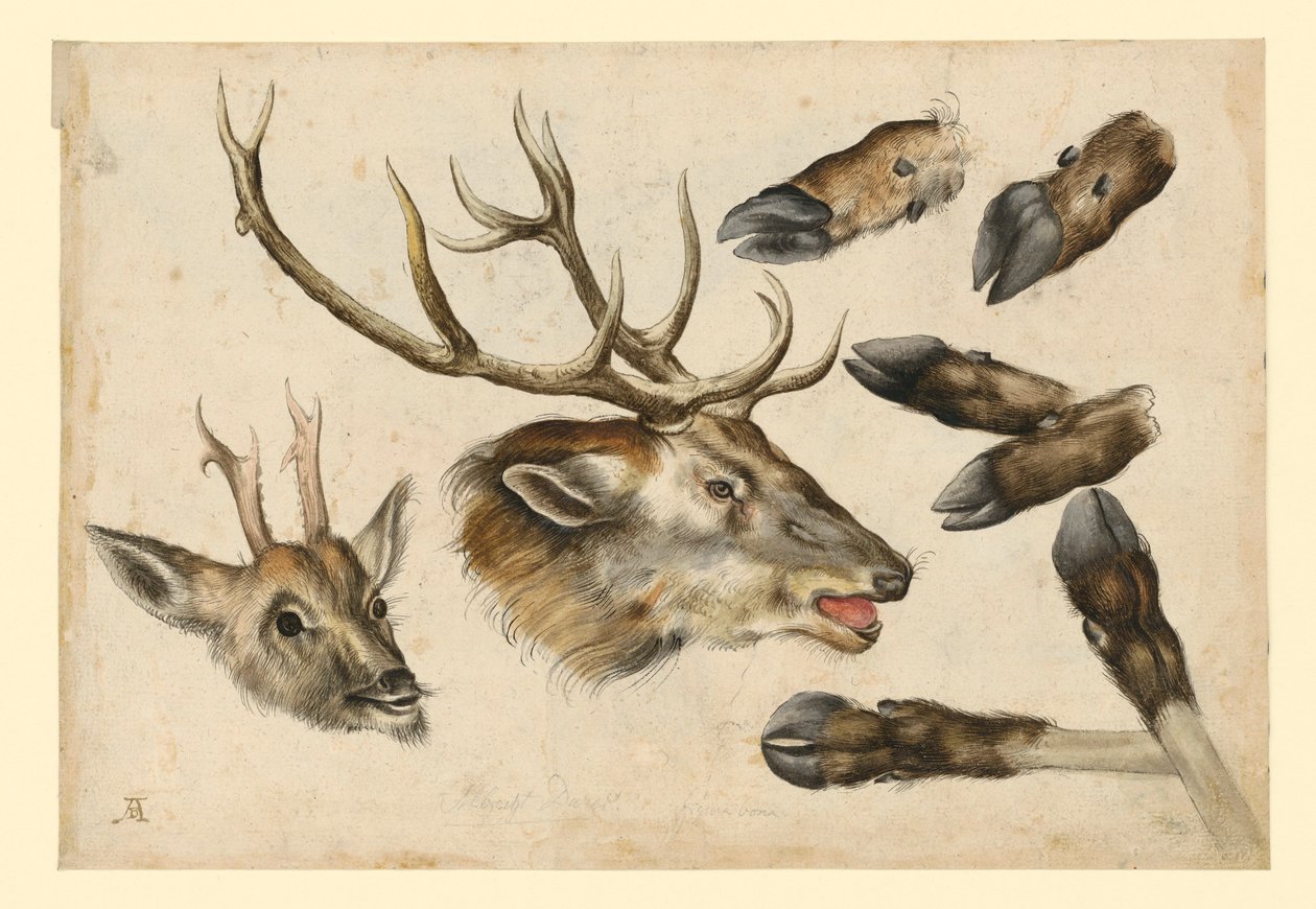 Két szarvasfej, jobbra néző, és 6 cső alkotó: Albrecht Dürer