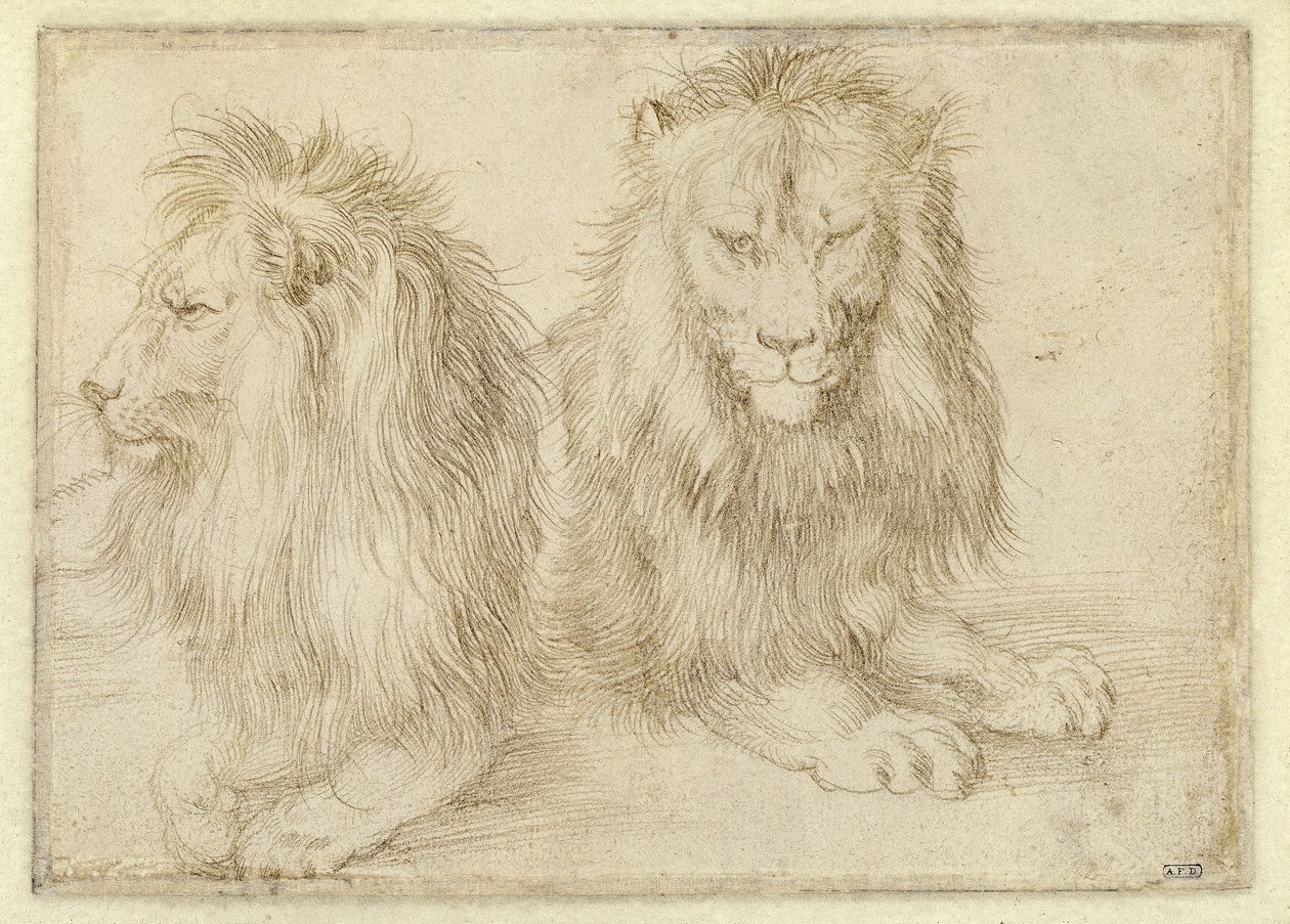 Két fekvő oroszlán alkotó: Albrecht Dürer