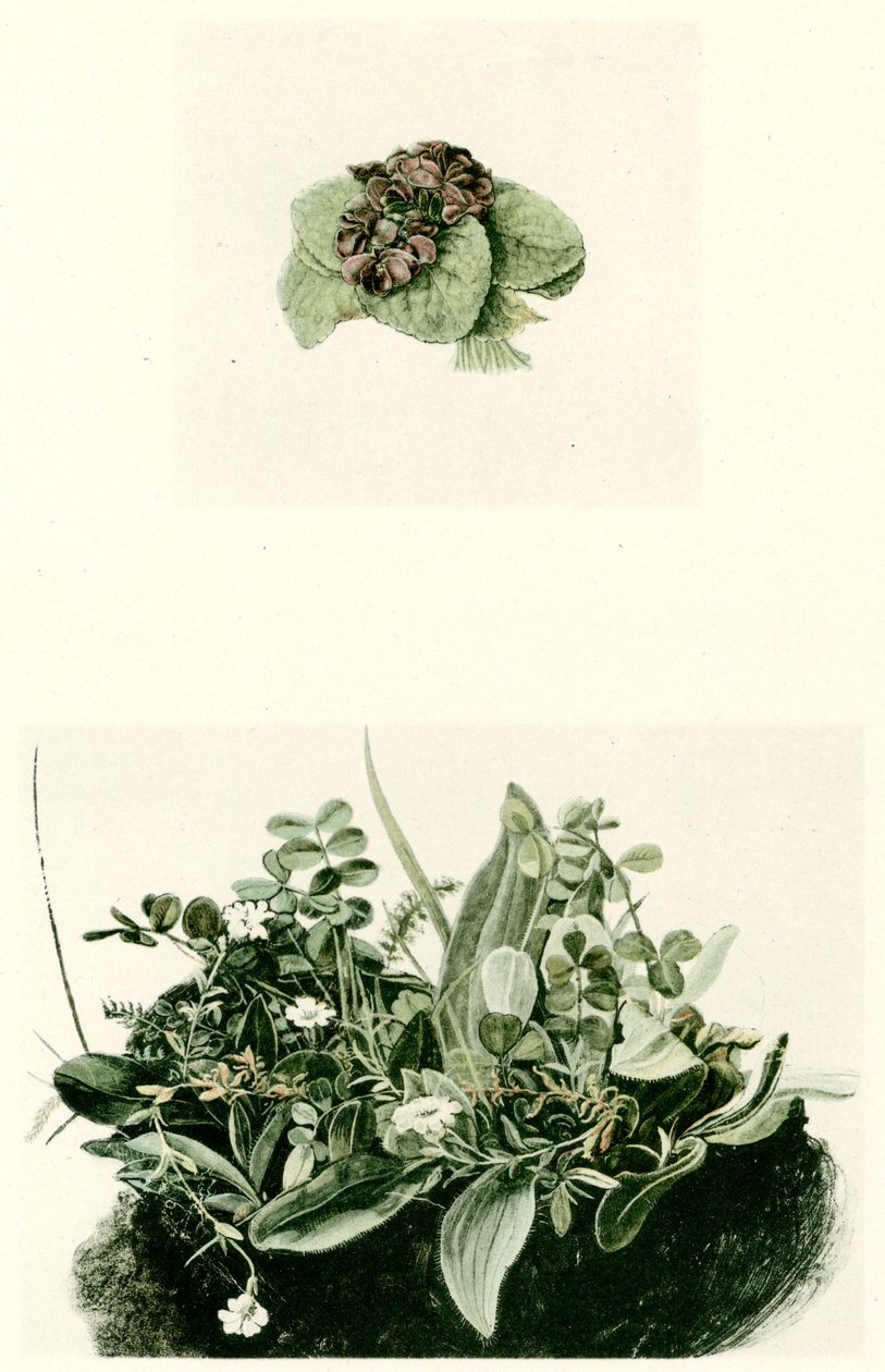 ibolya alkotó: Albrecht Dürer