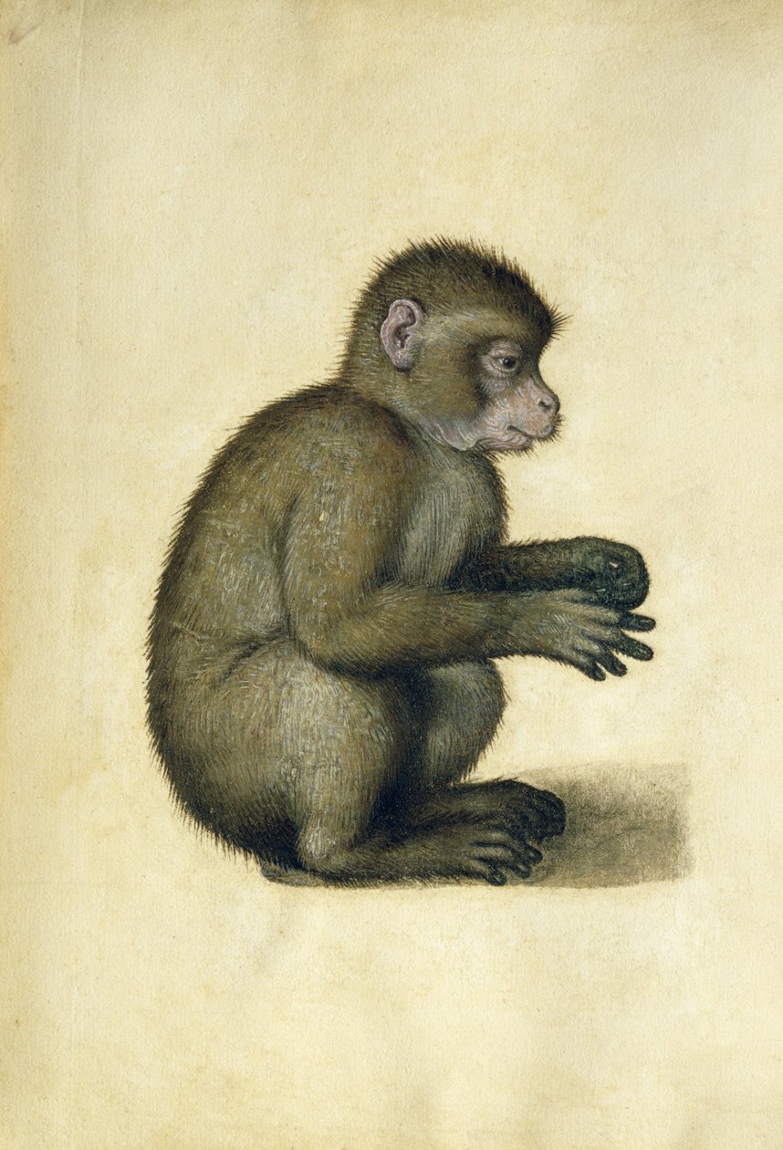 Egy majom (akvarell és gouache papíron) alkotó: Albrecht Dürer