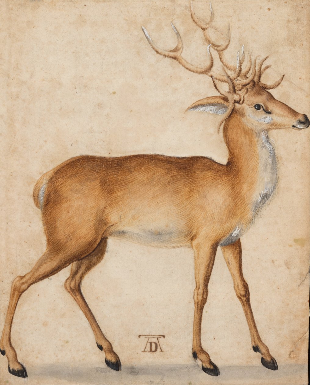 Egy szarvasbika alkotó: Albrecht Dürer