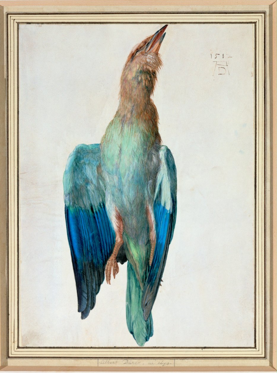 Kék görgő alkotó: Albrecht Dürer or Duerer