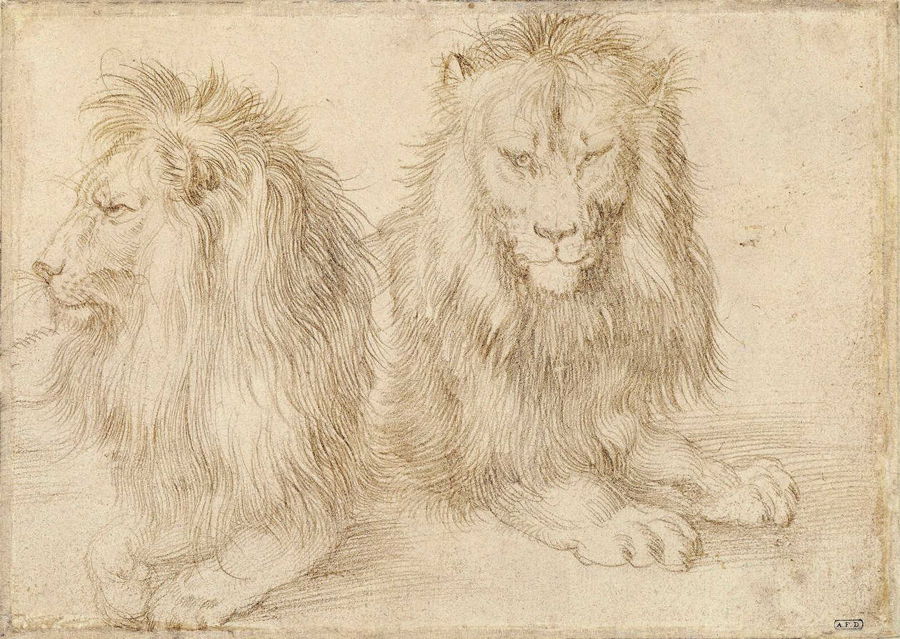 Két ülő oroszlán – Albrecht Durer (1471-1528) rajza alkotó: Albrecht Dürer
