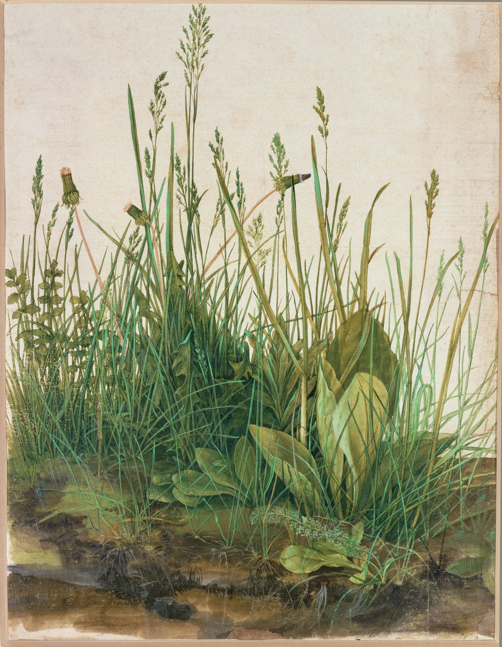 Nagy tőzegrög - Das grosse Rasenstueck alkotó: Albrecht Dürer or Duerer