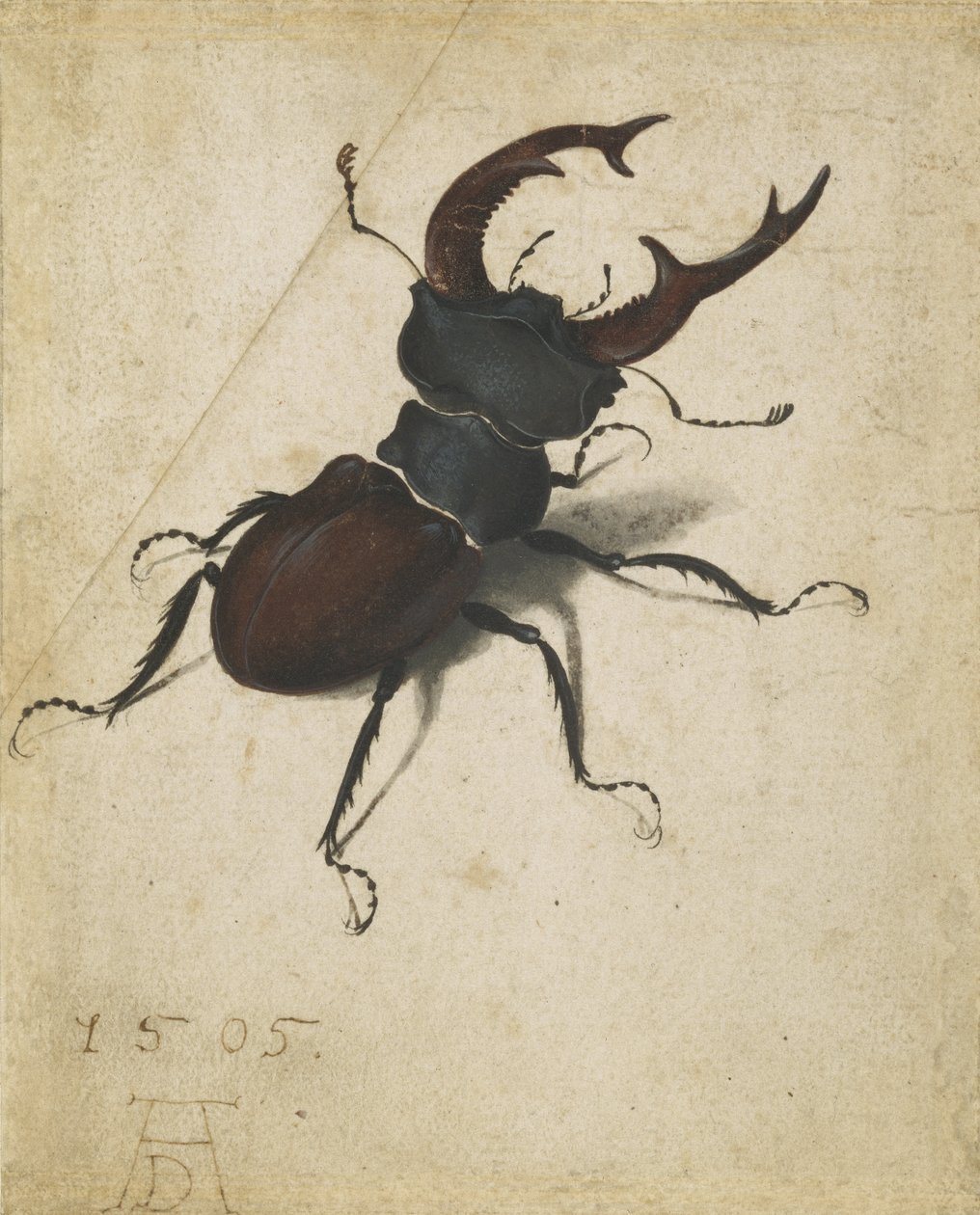 Szarvasbogár alkotó: Albrecht Dürer