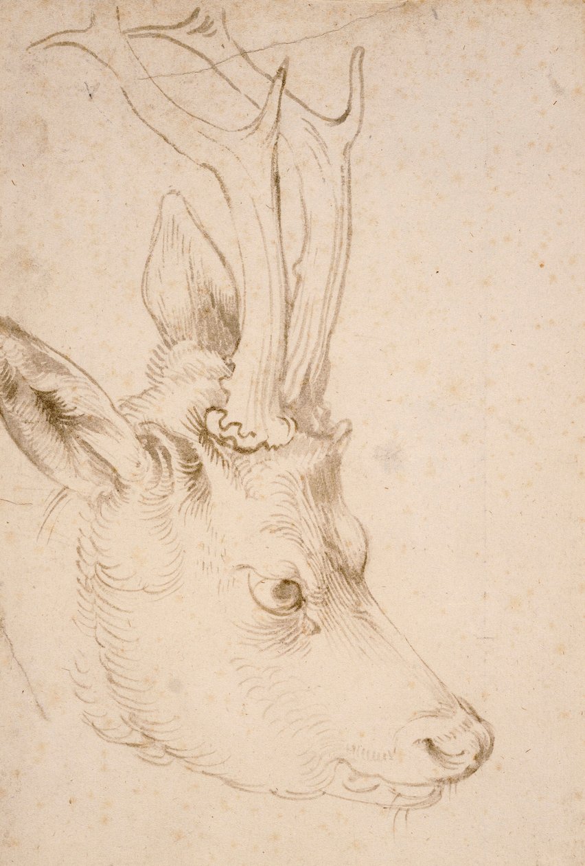 Tete de chevreuil férfi - Dessin de Albrecht Durer (1471-1528), vers 1503 - Őzbak feje - Toll és ecset, szürke és barna tinta, papíron Albrecht Durer (1471-1528), kb1503 - 22,8x15,3 cm - Nelson-Atkins Művészeti Múzeum, Kansas City, Missouri alkotó: Albrecht Dürer