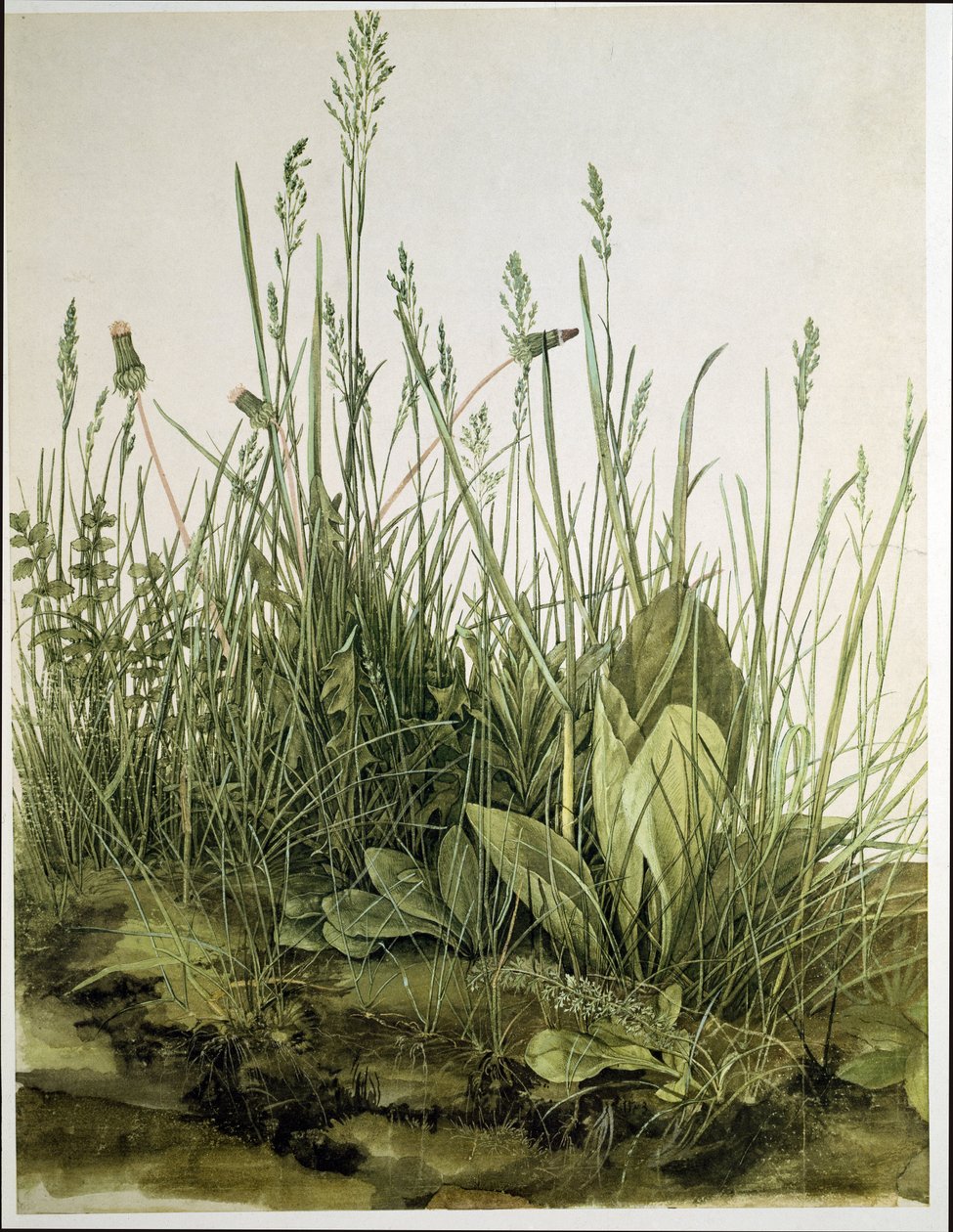 A nagy darab gyep alkotó: Albrecht Dürer or Duerer