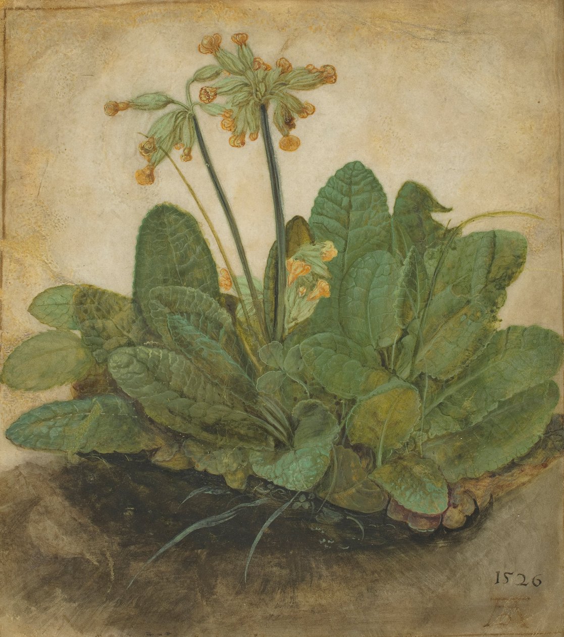 Tehénpajzs, 1526 alkotó: Albrecht Dürer