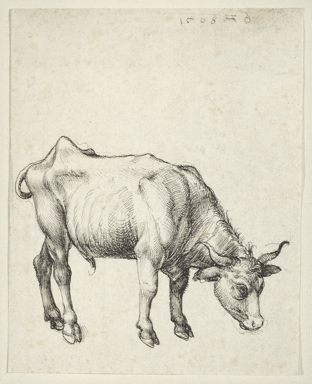 Fiatal Bika, 1493 körül alkotó: Albrecht Dürer